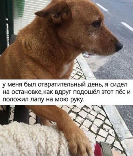 у меня был отвратительный день я сидел на остановке как вдруг подошёл этот пёс и положил папу на мою руку