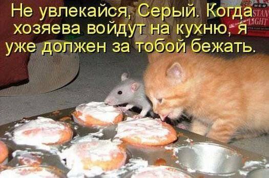 Не увлекайся Серый Когда хозяева войдут на кухню я уже должен за тобои бежать