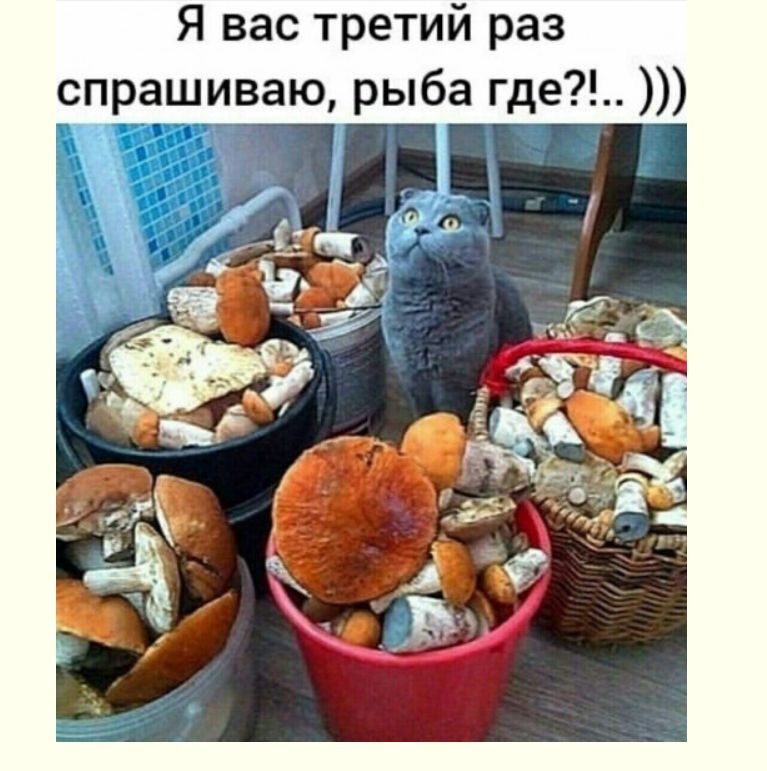 Я вас третий раз спр шиваю рыба где