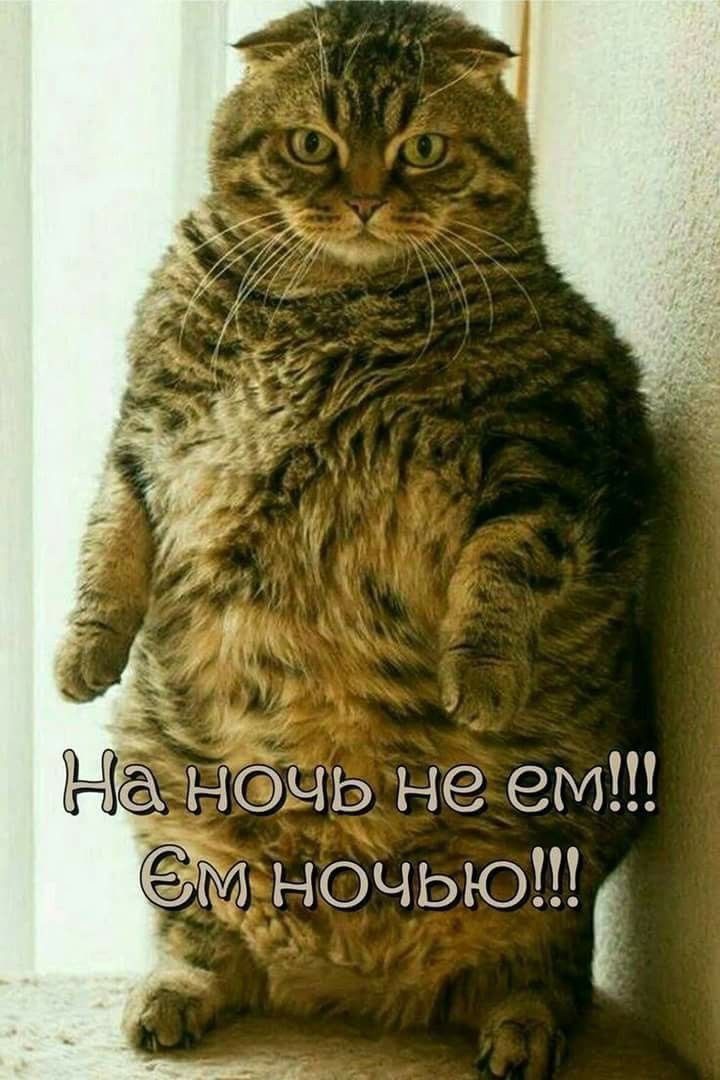 а_ночь не ем м ночью