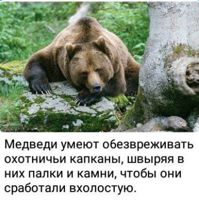 Медведи умеют обезвреживать охотничьи капканы швыряя в них папки и камни чтобы они сработали вхолостую
