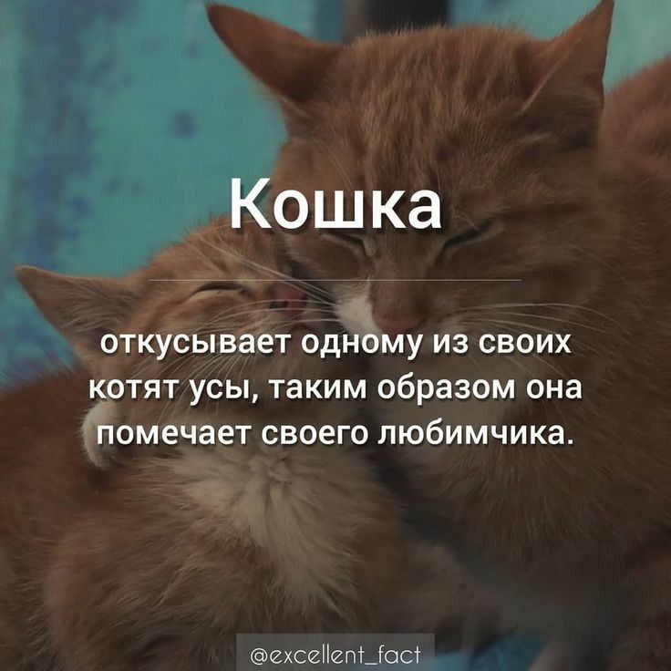 оТКУЕЫвЁЁт жму из своих тят усы таким образом она омеідает своего любимчика зашивать