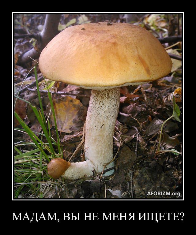 МАДАМ ВЫ НЕ МЕНЯ ИЩЕТЕ