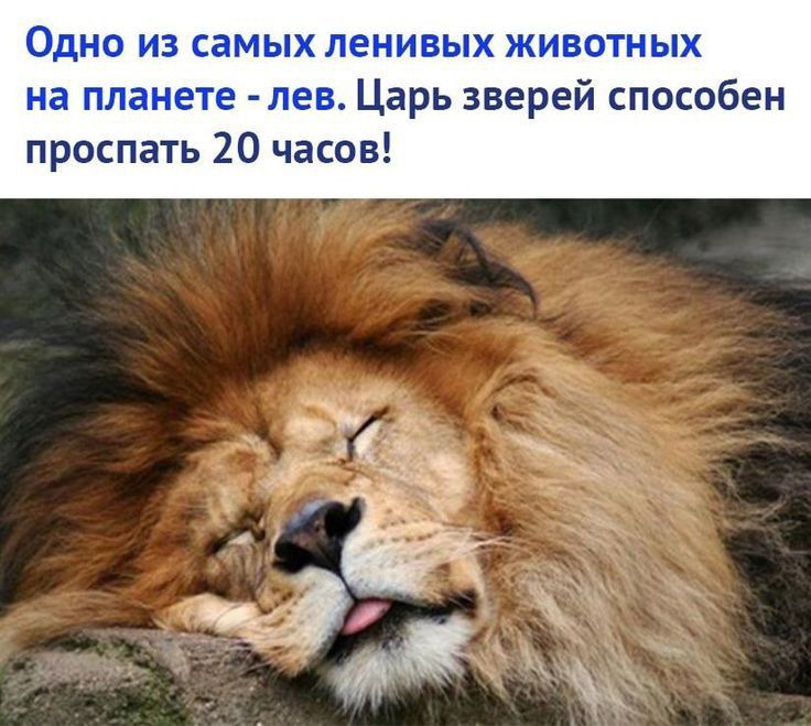 Царь зверей способен ать 20 часов