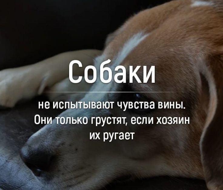 ют чувства вины грустят если хозяин их ругает