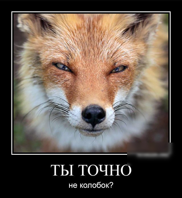 ТЫ ТОЧНО не колобок