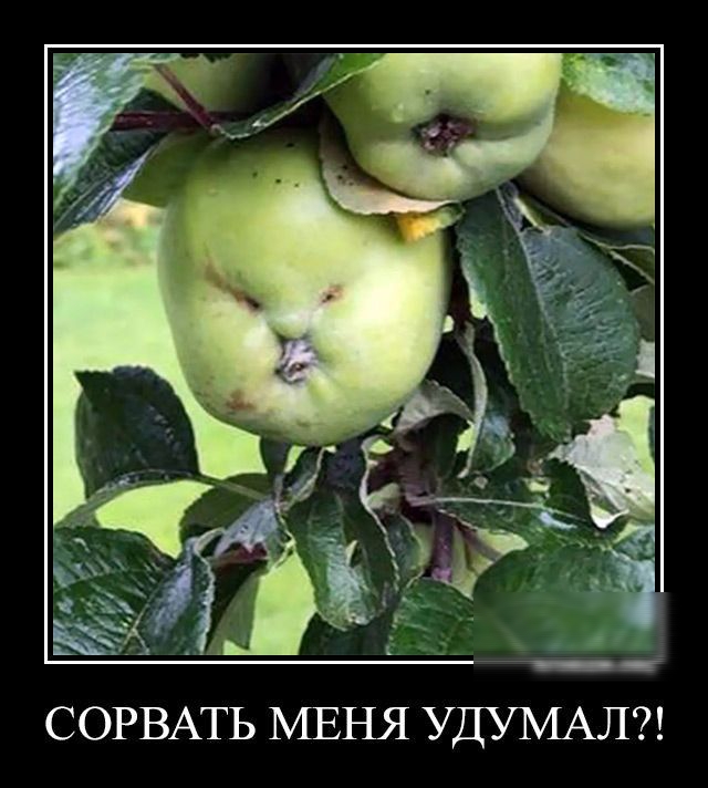 СОРВАТЬ МЕНЯ УДУМАЛ