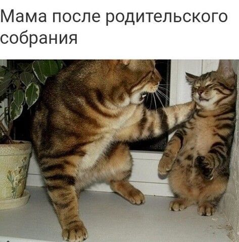 Мама после родительского собрания