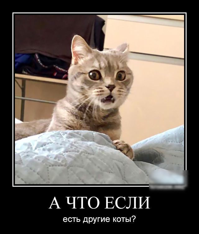А ЧТО ЕСЛИ есть другие коты