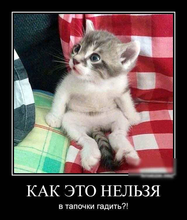 КАК ЭТО НЕЛЬЗЯ в тапочки гадить