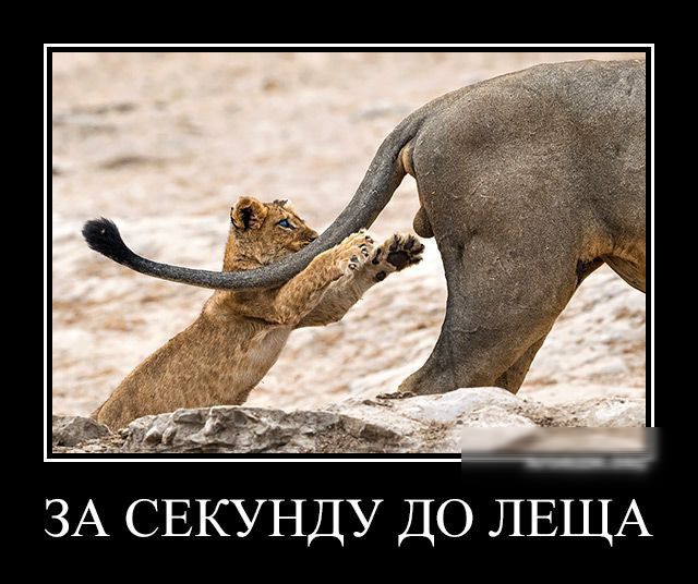 ЗА СЕКУНДУ ДО ЛЕЩА