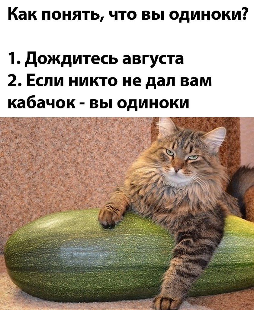 Как ПОНЯТЬ ЧТО ВЫ ОДИНОКИ 1 дождитесь августа 2 Если никто не дал вам кабачок вы одиноки