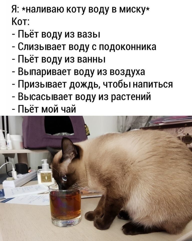 я наливаю коту воду в миску Кот Пьёт воду из вазы Спизывает воду с подоконника Пьёт воду из ванны Выпаривает воду из воздуха Призывает дождь чтобы напиться Высасывает воду из растений Пьёт мой чай