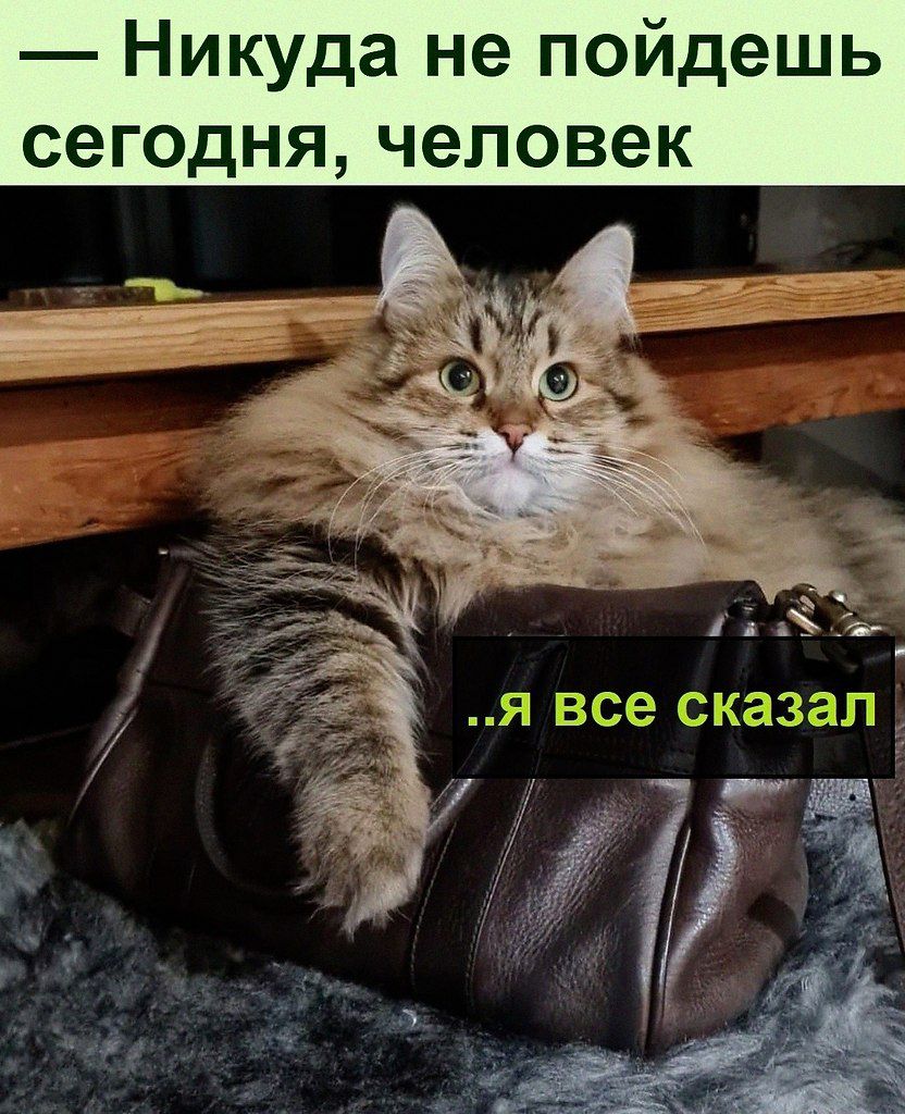 Никуда не пойдешь сегодня человек Я все сказал Я