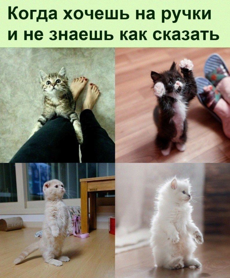 Когда ХОЧЕШЬ на РУЧКИ И не знаешь как СКЗЗЗТЬ ___
