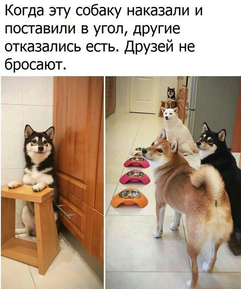 Когда эту собаку наказали и поставили в угол другие отказались есгь Друзей не бросают