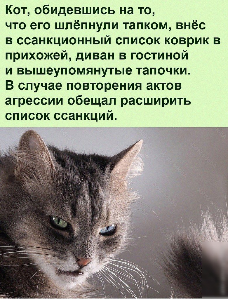 Кот обидевшись на то что его шпёпнупи тапком внёс в ссанкционный список коврик в прихожей диван в гостиной и вышеупомянутые тапочки В случае повторения актов агрессии обещал расширить список ссанкций