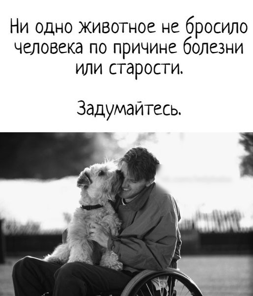 Ни одно животное не бросило человека по причине болезни или старости Задумайтесь