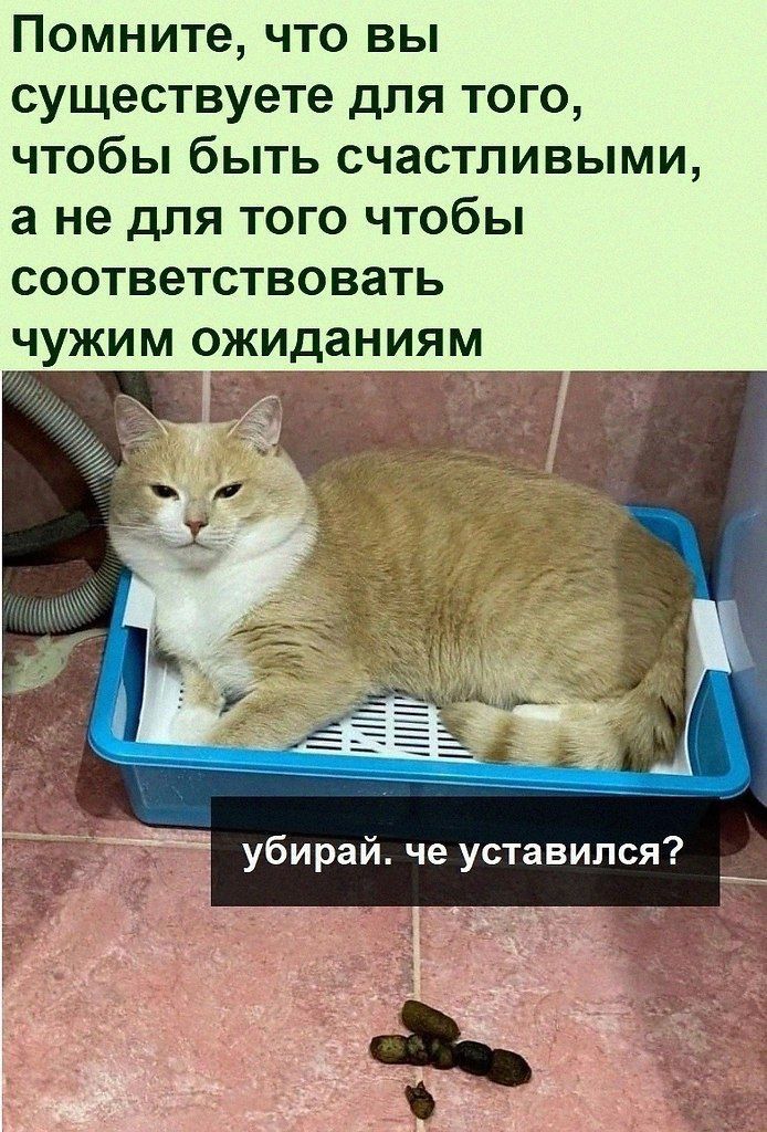 Помните что вы существуете для того чтобы быть счастливыми а не для того чтобы соответствовать чужим ожиданиям