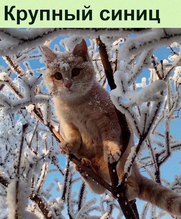 Крупный синиц