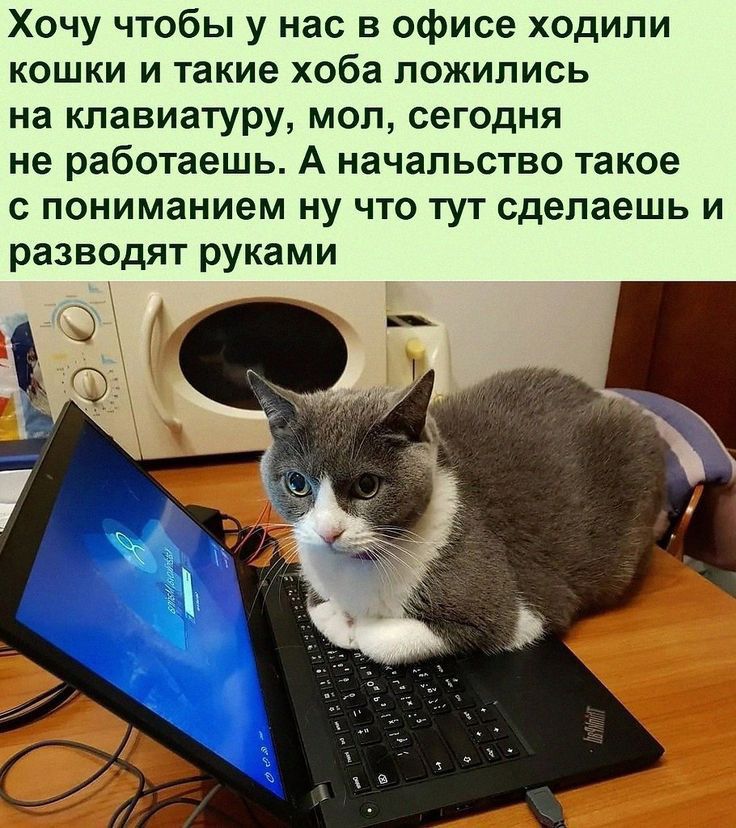 Хочу чтобы у нас в офисе ходили кошки и такие хоба ложились на клавиатуру мол сегодня не работаешь А начальство такое с пониманием ну что тут сделаешь и разводят руками