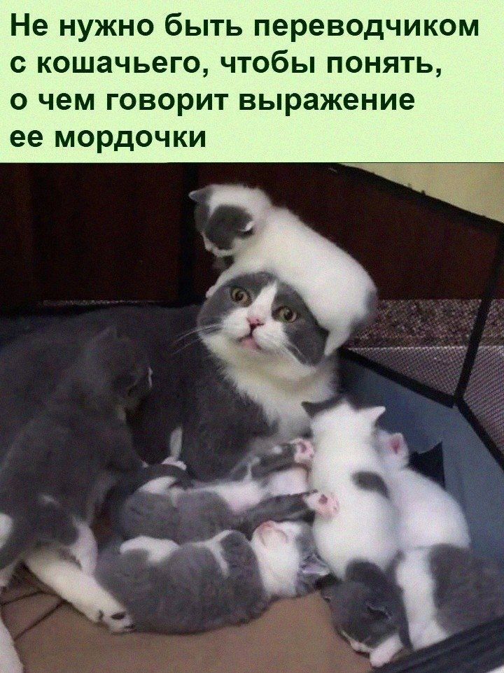 Не нужно быть переводчиком кошачьего чтобы понять о чем говорит выражение ее мордочки