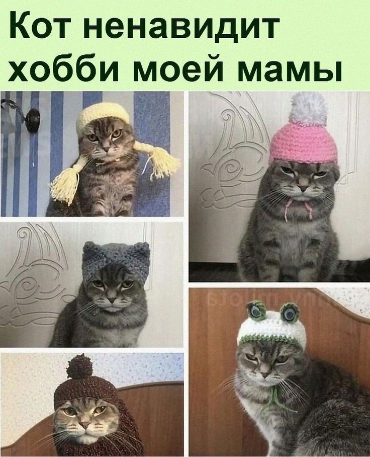 Кот ненавидит хобби моей мамы Н _ _