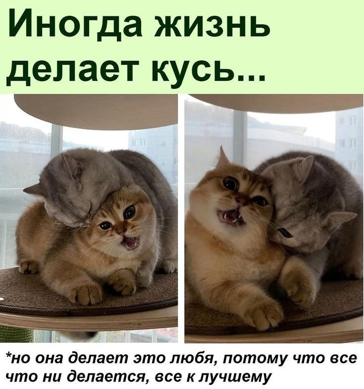 Иногда жизнь делает кусь на она делает это любя потому что все что ни делается все клучшему