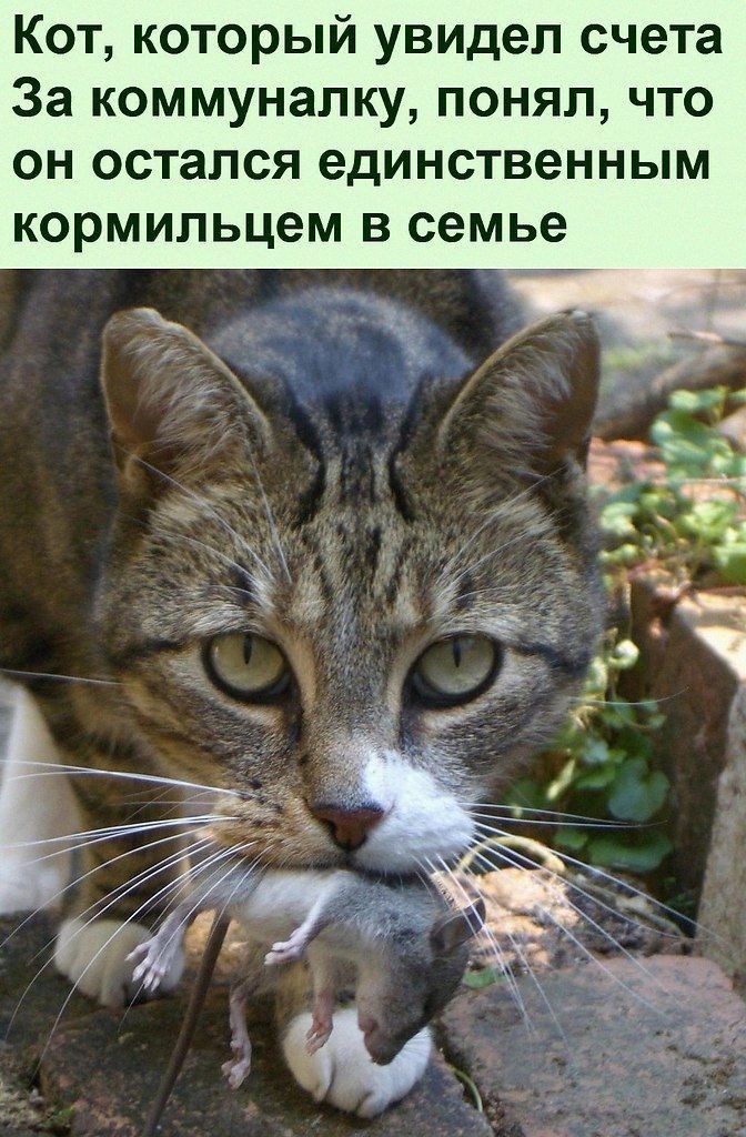 Кот который увидел счета За коммуналку понял что он остался единственным кормильцем в семье