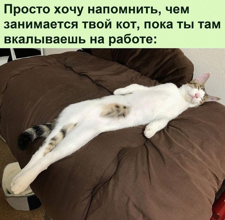 ПРОСТО ХОЧУ НаПОМНИТЬ чем занимается ТВОЙ КОТ пока ТЫ там вкалываешь на работе