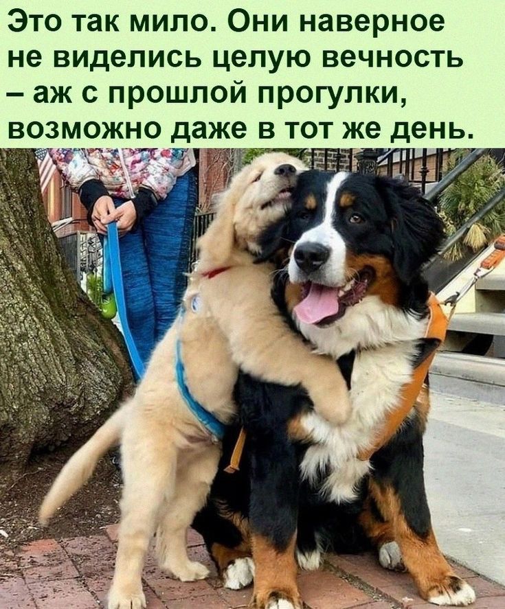 Это так мило Они наверное не виделись целую вечность аж с прошлой прогулки возможно даже в тот же день
