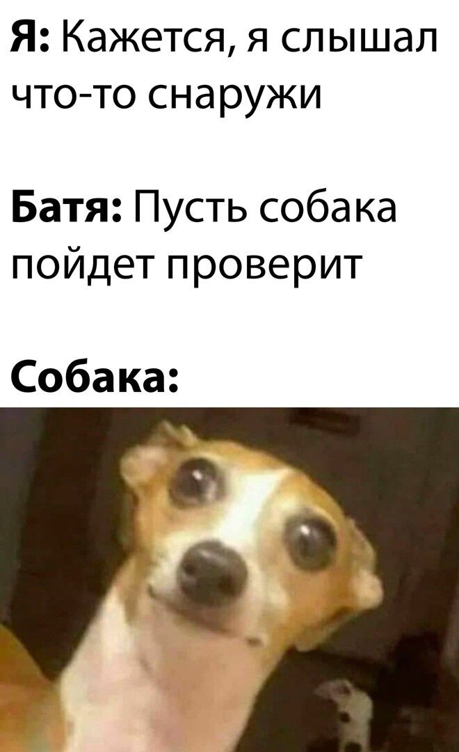 Я Кажется я слышал чтотоснаружи Батя Пусть собака пойдет проверит Собака