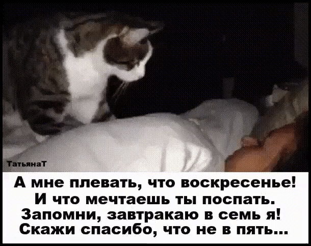 А мне плевать что воскресенье И что мечтаешь ты поспать Запомни завтракаю семь я Скажи спасибо что не в пять