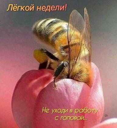 Лёгкой недели Не уходи Ёра головой