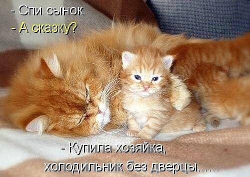 Спи сын А скате Купила кошачий огшдмпьник без дверьгы