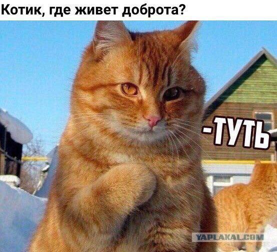 Котик где живет доброта