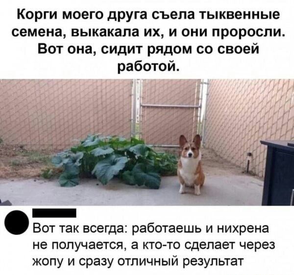 Корги моего дрУга съела тыквенные семена выкакала их и они проросли Вот она сидит рядом со своей работой _ Вот так всегда работаешь и нихрена не получается а кто то сделает через жопу и сразу отличный результат