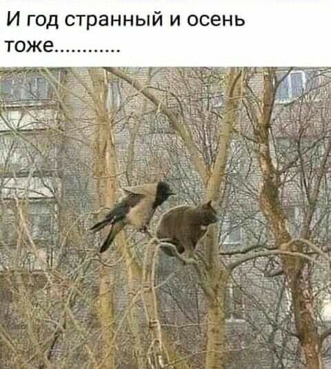 И год странный и осень