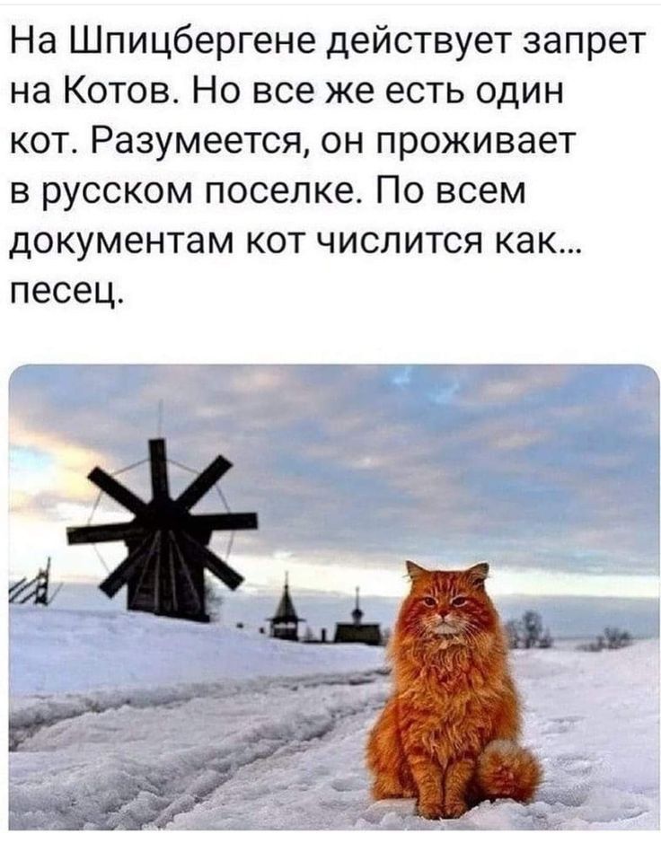 На Шпицбергене действует запрет на Котов Но все же есть один кот Разумеется он проживает в русском поселке По всем документам кот числится как песец