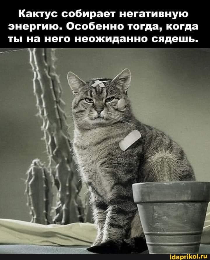 Кактус собирает негативную энергию Особенно тогда когда ты на НЕГО неожиданно сядешь