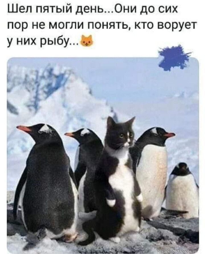 Шел пятый деньОни до сих пор не могли понять кто ворует у них рыбу