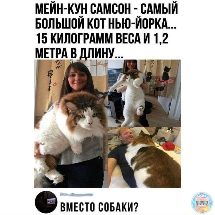 мвйн щн сдмппн _сАмый впльшпи кпт нью иогкд 15 кипогрдмм ВЕСА и 12 мвтмв чину _