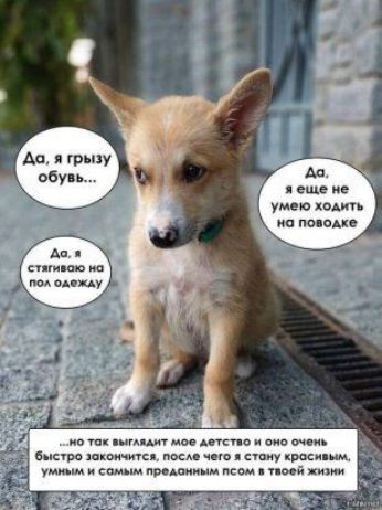 Аа г ы Р У М ши умею комп на швы не ты шипит мп итп о спо шаре пни он поем чис папу кросы сщм тд пд псом нихт