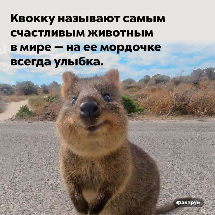 КВОККу называют самым счастливым ЖИВОТНЫМ в мире _ на ее мордочке всегда улыбка ___
