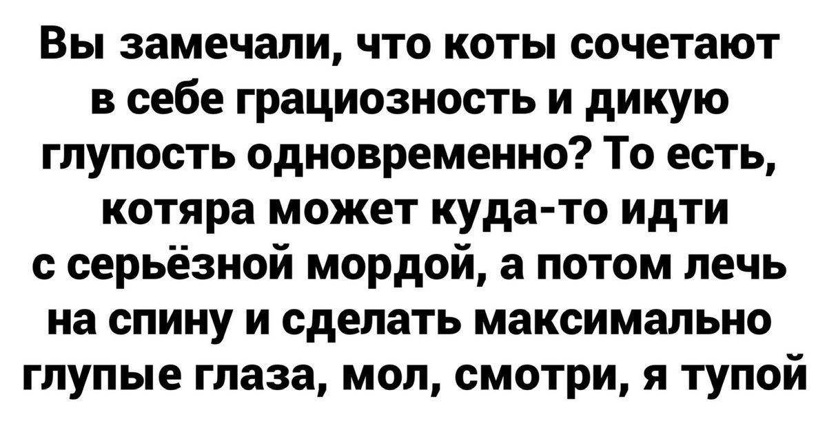 Вы замечали что коты сочетают в себе грациозность и дикую глупость одновременно То есть котяра может куда то идти с серьёзной мордой а потом лечь на спину и сделать максимально глупые глаза мол смотри я тупой