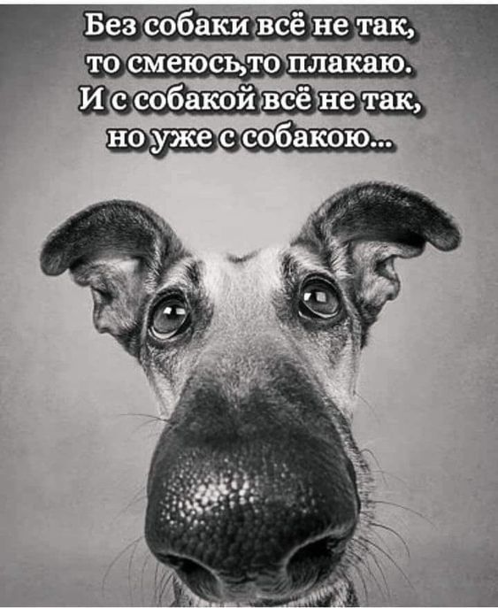 то смеюсщ ю плакаю но уже с собакою