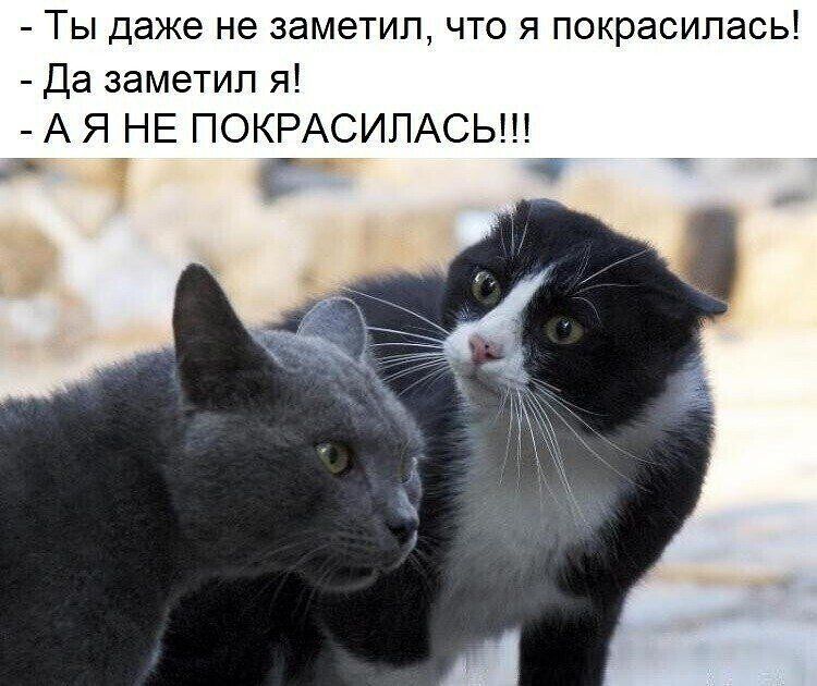 Ты даже не заметил что я покрасилась да заметил я А Я НЕ ПОКРАСИПАСЬ г 73