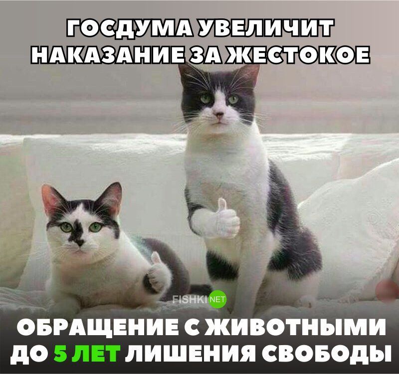 госдумдХЮШШЩЕ НАКАЗАНИЕЭШЕЖСТОКОЕ 1 _ __ _ тд _ _ ОБРАЩЕНИЕ С ЖИВОТНЫМИ дО ЛИШЕНИЯ СВОБОДЫ