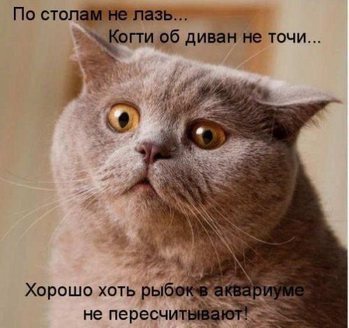 По стошъ ть пи об диван не течи _5 с Хорошо хоть ры не пересчи