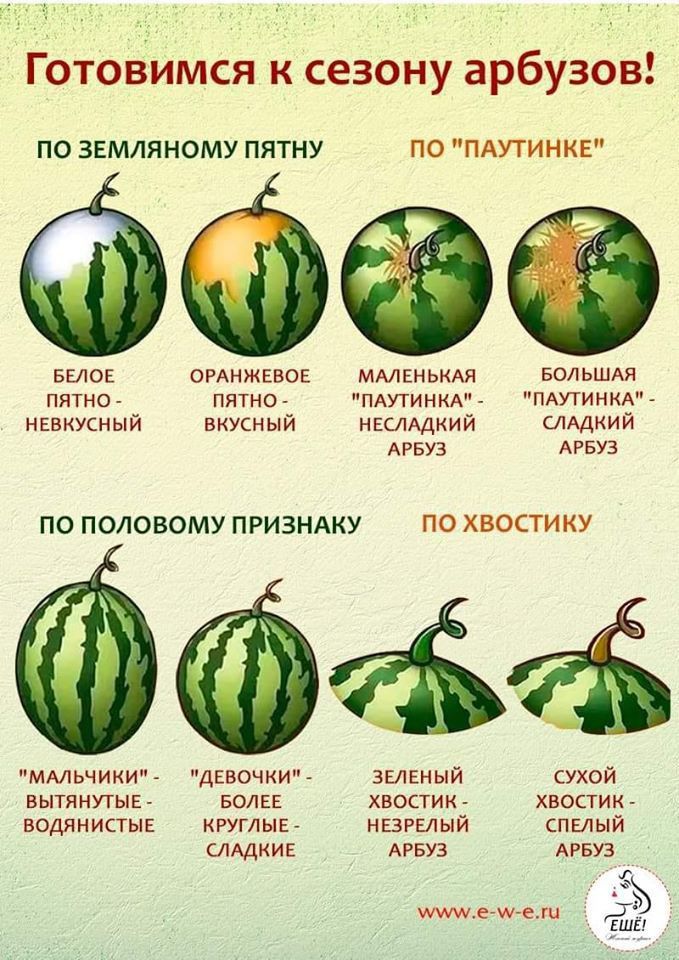 Готовимся к сезону арбузов ПО ЗЕМЛЯНОМУ ПЯТНУ ПО ПАУТИНКЕ вело опижгвов мышью вольшдя питиог пятно пдутиимм мутинкд вкукный вкусный нкмдкий илмий АРБУЗ АРБУЗ ПО ПОЛОВОМУ ПРИЗНАКУ ПО ХВОСТИКУ а пммьчикип щеночки и зеленый ухой вытянутые волн хвостик хвостик водяиипы игуглыь ншыып спыып ШМКИК АРБУЗ АРБУЗ за ме ё